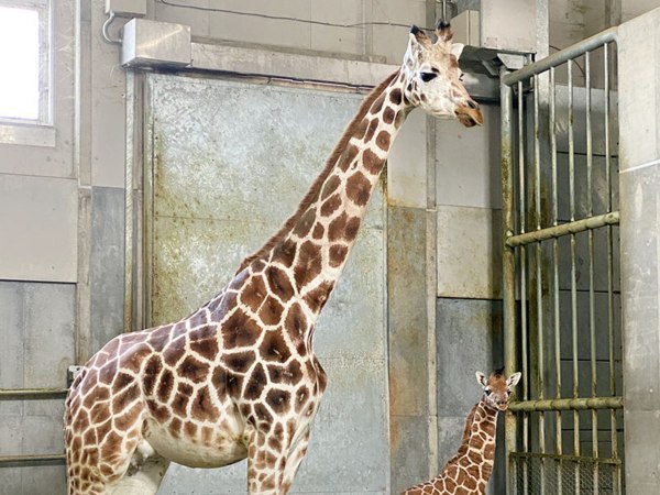 首をながーくして待ってたよ キリンの赤ちゃんすくすく 旭川市旭山動物園 旭川 道北のニュース ライナーウェブ