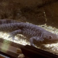 旭川市旭山動物園