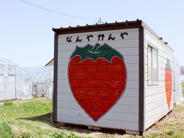 もぎたて とりたて 旭川近郊のやさい くだもの 旭川 道北のニュース ライナーウェブ もぎたて とりたて 旭川近郊のやさい くだもの 旭川 道北のニュース ライナーウェブ