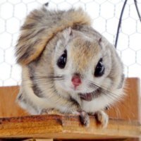 旭川市旭山動物園