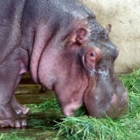 旭川市旭山動物園