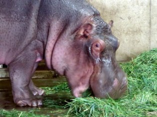 旭川市旭山動物園