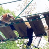 旭川市旭山動物園