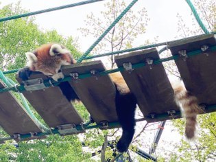 旭川市旭山動物園