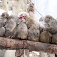 旭川市旭山動物園