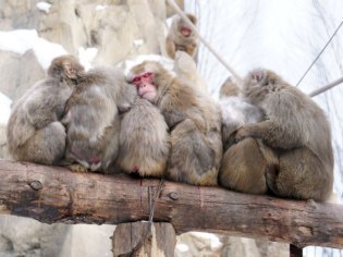 旭川市旭山動物園