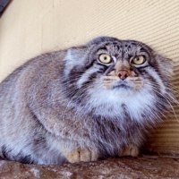 旭川市旭山動物園