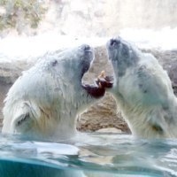 旭川市旭山動物園