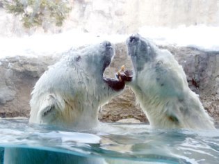 旭川市旭山動物園