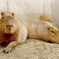 旭川市旭山動物園