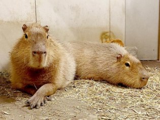 旭川市旭山動物園