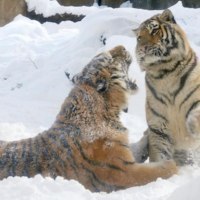 旭川市旭山動物園