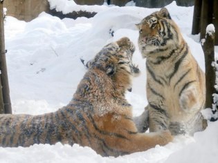 旭川市旭山動物園