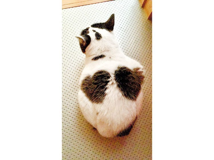 あの人の猫暮らし 旭川 道北のニュース ライナーウェブ あの人の猫暮らし 旭川 道北のニュース ライナーウェブ