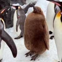 旭川市旭山動物園