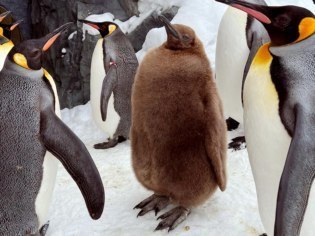 旭川市旭山動物園