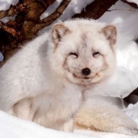 旭川市旭山動物園