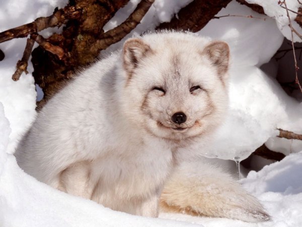 冬狐＊即購入OK 冬は動かずにっこにこ 実は貴重なホッキョクギツネ - 旭川市旭山動物園