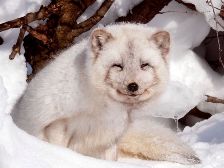 冬は動かずにっこにこ 実は貴重なホッキョクギツネ - 旭川市旭山動物園