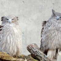 旭川市旭山動物園