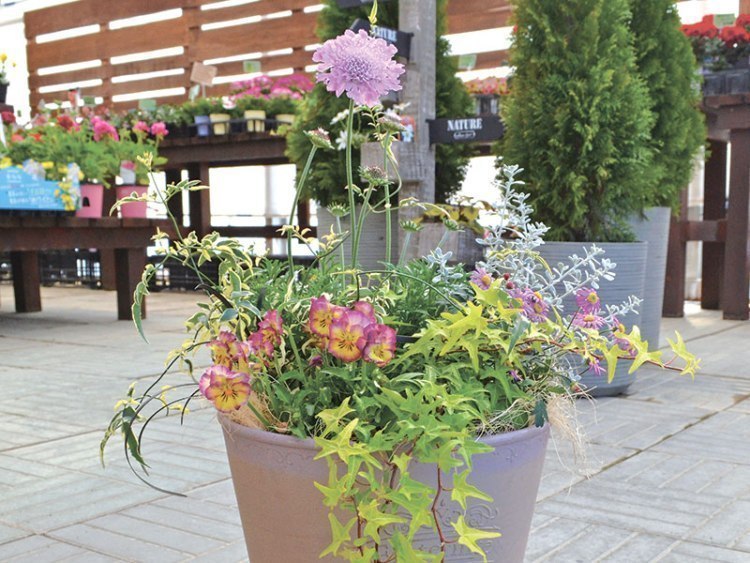春の寄せ植え 花のある暮らし 株式会社ほりべ造園 ガーデンセンター 旭川 道北のニュース ライナーウェブ