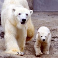 旭川市旭山動物園