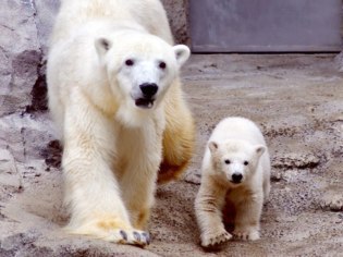 旭川市旭山動物園