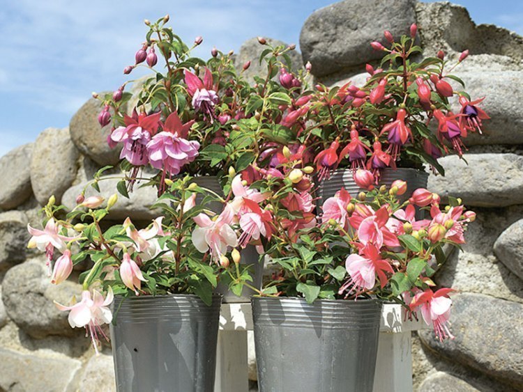 夏の寄せ植え 花のある暮らし 坂田植木株式会社 花遊苑 旭川 道北のニュース ライナーウェブ