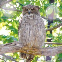 旭川市旭山動物園
