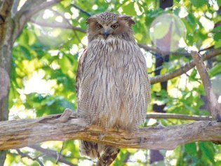 旭川市旭山動物園