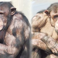 旭川市旭山動物園