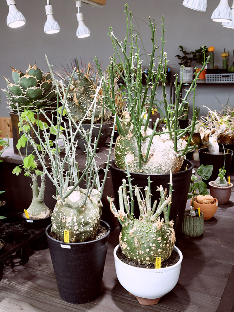 ビザールプランツ専門店 末広に7月29日オープン Bizarre旭川 ビザール旭川 旭川 道北のニュース ライナーウェブ