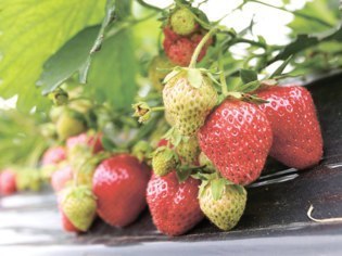 比布町産業振興課