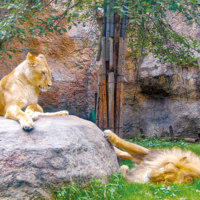 旭川市旭山動物園