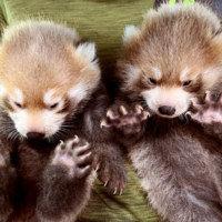 旭川市旭山動物園