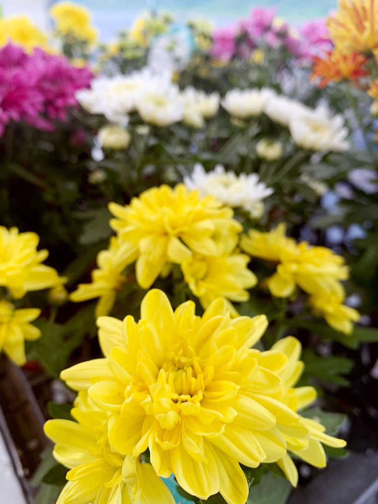 秋の寄植えとドライフラワーの作り方 花のある暮らし 花心庭 はこにわ 旭川 道北のニュース ライナーウェブ