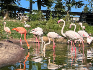 旭川市旭山動物園