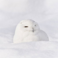 旭川市旭山動物園