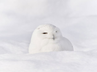 旭川市旭山動物園