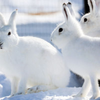 旭川市旭山動物園