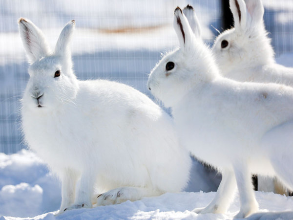 ダブルで見てね、干支うさぎ - 旭川市旭山動物園 / 旭川・道北の