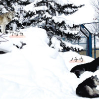 旭川市旭山動物園