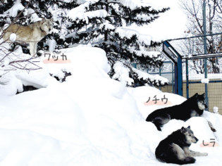 旭川市旭山動物園