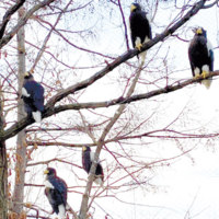 旭川市旭山動物園