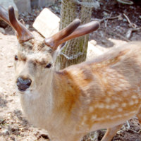 旭川市旭山動物園