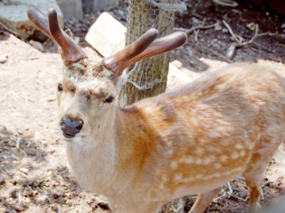 旭川市旭山動物園