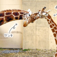 旭川市旭山動物園