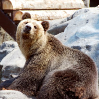 旭川市旭山動物園