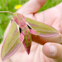 旭川市旭山動物園