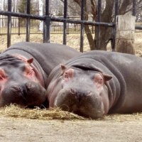 旭川市旭山動物園